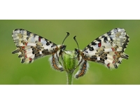 XXXI. Devlet Fotoğraf Yarışması’nın sonuçları açıklandı