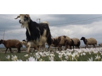 Muş Ovası kuzular ile şenlendi