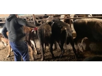 Kırklareli'ne 63 büyükbaş hayvanın kaçak getirildiği tespit edildi