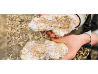 Amatör altın arayıcısı büyük bir külçe altın buldu