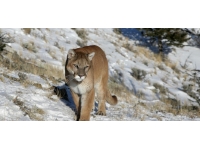 Jakuzide dinlenirken dağ aslanının saldırısına uğradı