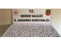Mersin'de tarihi eser niteliğinde 345 obje ele geçirildi