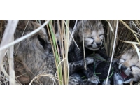 Nesli tükenmekte olan Namibya çitalarından biri 4 yavru dünyaya getirdi