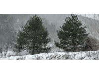 Çankırı'nın yüksek kesimlerinde kar yağışı etkili oldu