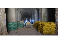 Milli patates tohumları toprakla buluşuyor