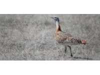 Bitkin halde bulunan "toy" kuşu tedaviye alındı