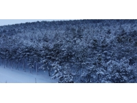 Balıkesir Sındırgı’da kar yağışı etkili oldu