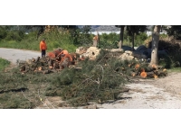 Erdemli'de şiddetli rüzgar nedeniyle ağaç devrildi