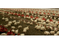 Senegal'de kuş gribi salgını tespit edildi