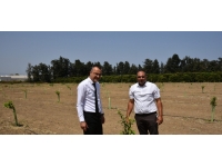 Narenciye ağaçlarının genetik kökeniyle ilgili çalışmada ikinci aşamaya geçiliyor