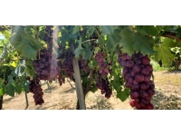 TAE, bağcılığın geliştirilebilmesi amacıyla 6’sı yeni 12 sofralık üzüm çeşidini denemeye aldı