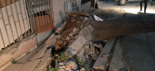 İstanbul'da kökünden kopan ağaçlar devrildi, elektrik telleri koptu