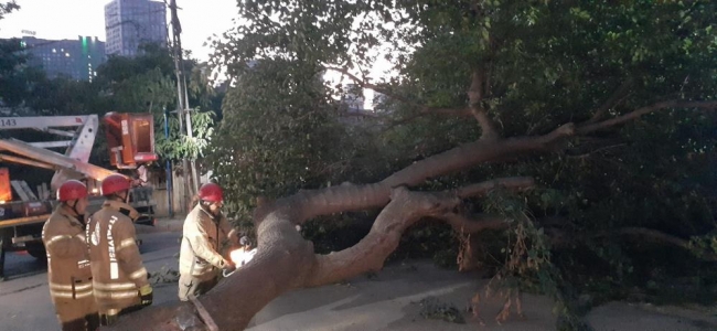 İstanbul'da kökünden kopan ağaçlar devrildi, elektrik telleri koptu