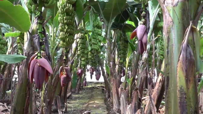 Türkiye'de tropikal meyve üretimi