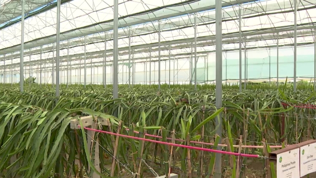 Türkiye'de tropikal meyve üretimi