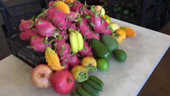 Türkiye'de tropikal meyve üretimi