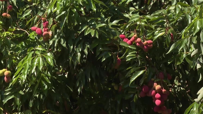 Türkiye'de tropikal meyve üretimi