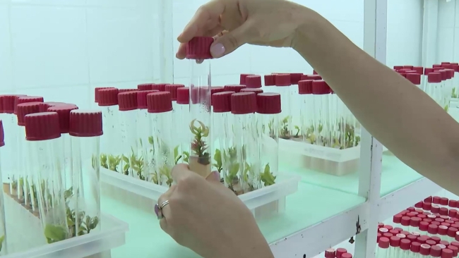 Türkiye'de tropikal meyve üretimi