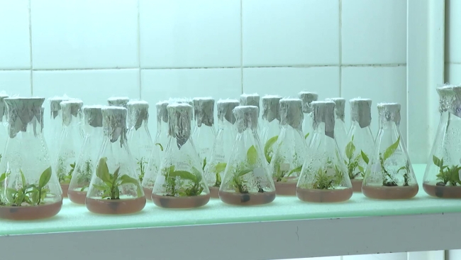 Türkiye'de tropikal meyve üretimi