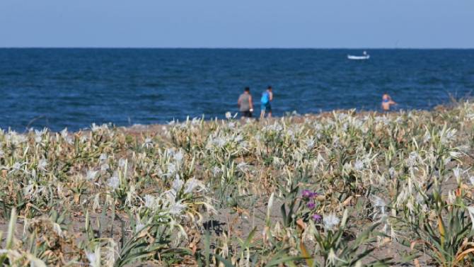 Koruma altındaki kum zambakları Samsun sahilinde çoğaldı