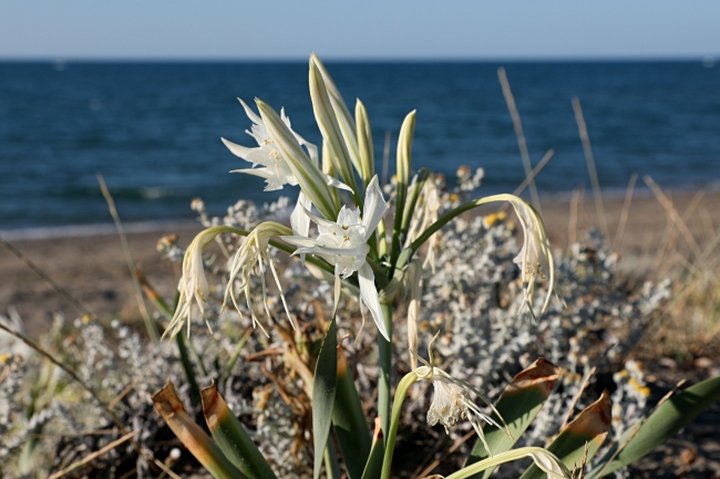Koruma altındaki kum zambakları Samsun sahilinde çoğaldı