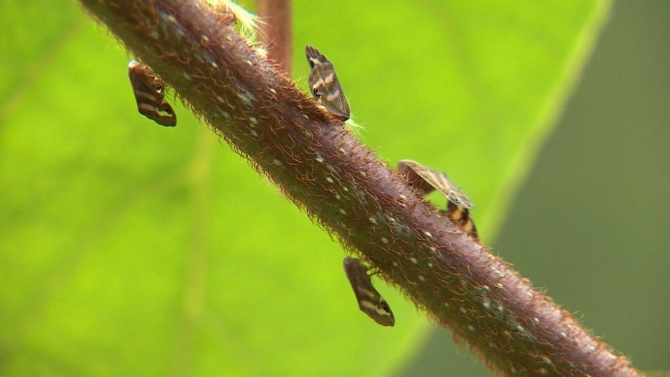 İstanbul'da da görülen "vampir kelebek" vatandaşları rahatsız ediyor