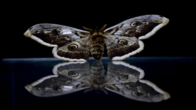 Antalya'daki "böcek müzesi" 530 türe ev sahipliği yapıyor