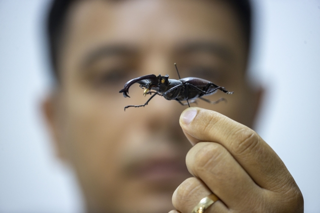 Antalya'daki "böcek müzesi" 530 türe ev sahipliği yapıyor