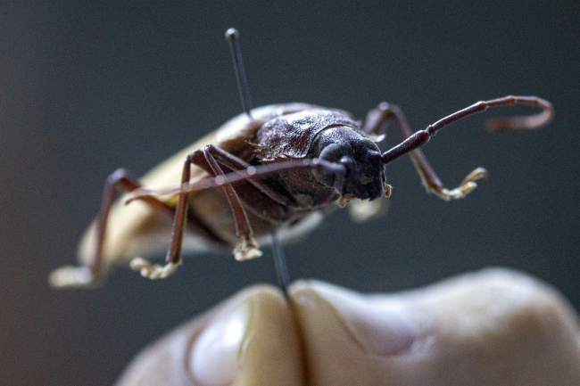 Antalya'daki "böcek müzesi" 530 türe ev sahipliği yapıyor