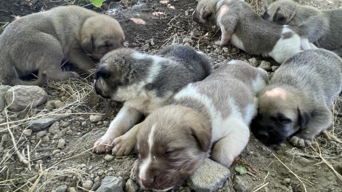 Toprak altından kurtarılan köpek ve 7 yavrusu koruma altında