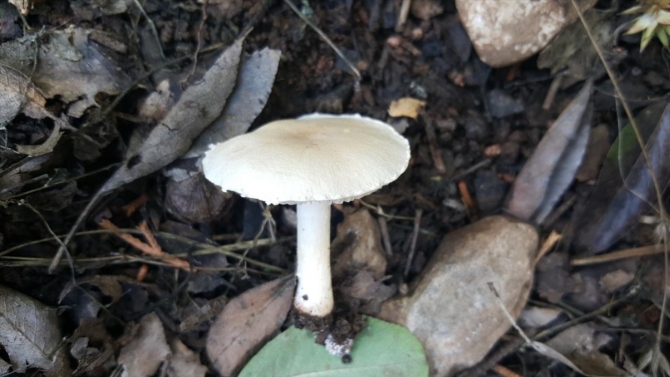 Denizli'de yeni bir mantar türü keşfedildi