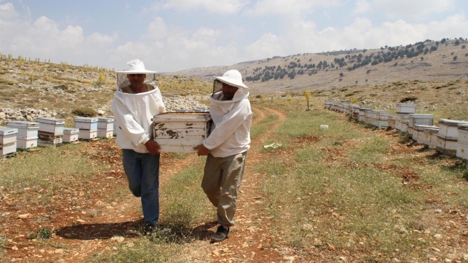 2 bin 300 rakımda bal hasadı başladı