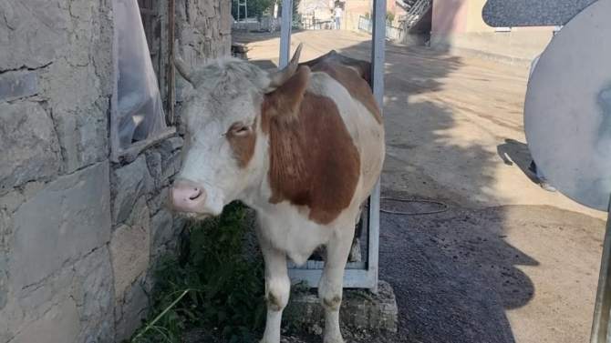 Bayburt'ta elektrik direğine sıkışan inek kurtarıldı