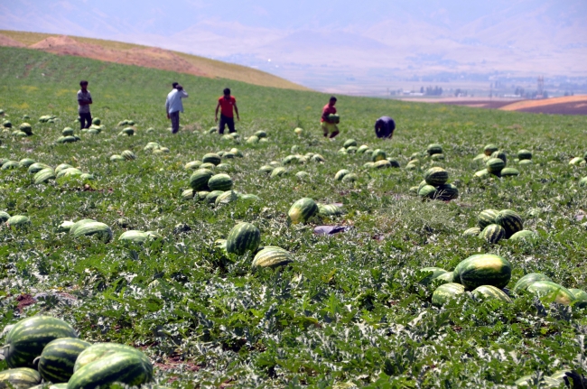 Muş'ta 102 bin ton karpuz hasat edilmesi bekleniyor
