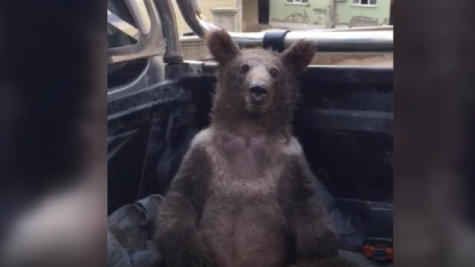 Balı fazla kaçıran ayının tedavisi sürüyor