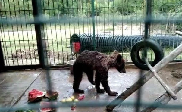 Balı fazla kaçıran ayının tedavisi sürüyor