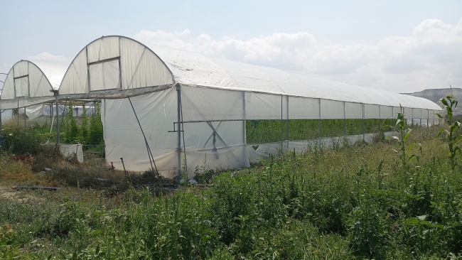 İki tohumla başladığı kudret narı üretiminde sera kurdu