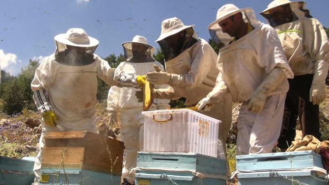 Binboğa Dağları'nda bal hasadı yapılıyor