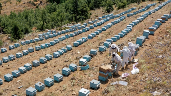 Binboğa Dağları'nda bal hasadı yapılıyor