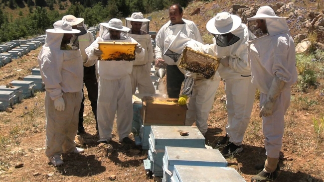 Binboğa Dağları'nda bal hasadı yapılıyor