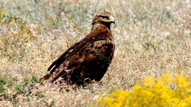 Nesli tehlikedeki 'bozkır kartalı' kırmızı listede