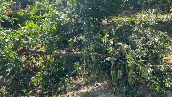 Ayı bahçesine girince kuzeninin evine sığındı