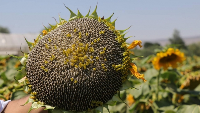 Kayseri'de çerezlik ayçiçeği ekimi yaygınlaşıyor