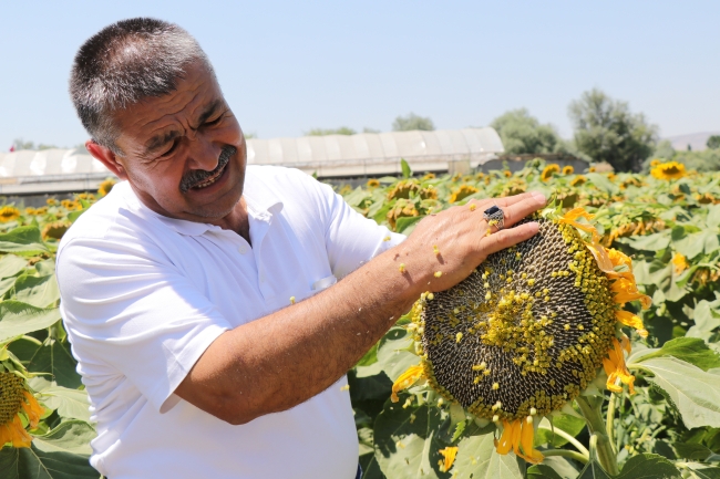 Kayseri'de çerezlik ayçiçeği ekimi yaygınlaşıyor