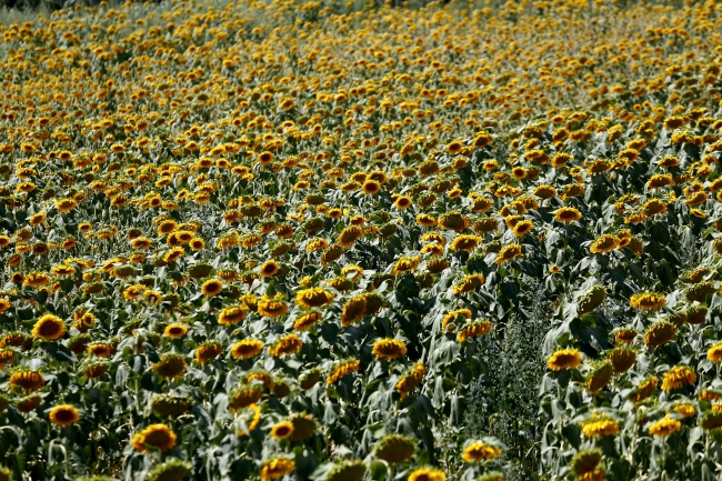 Kayseri'de çerezlik ayçiçeği ekimi yaygınlaşıyor