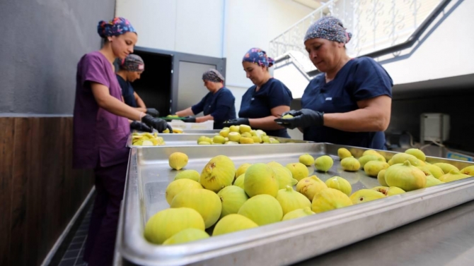 Aydın'da 'incir cipsi' mesaisi başladı