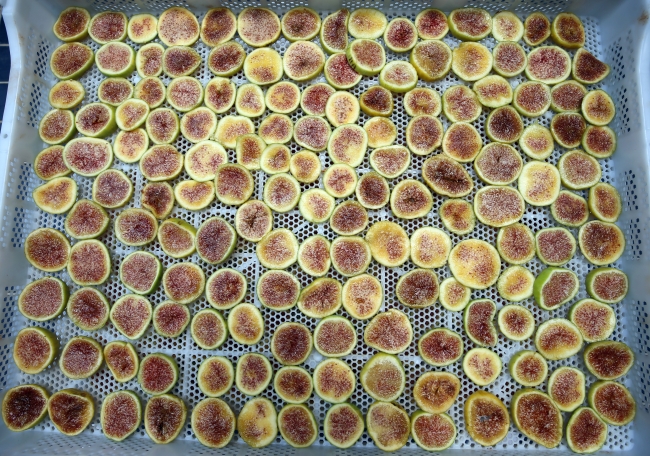 Aydın'da 'incir cipsi' mesaisi başladı