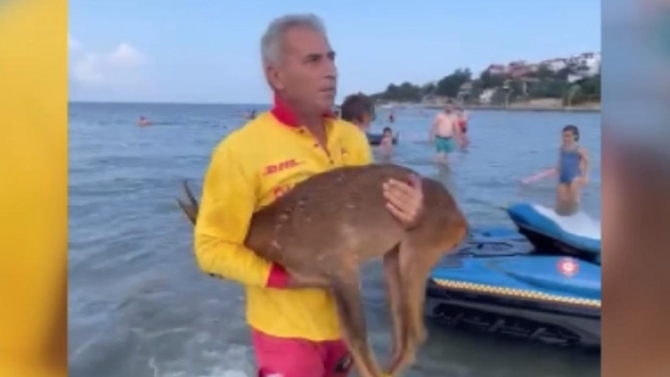 Denizde mahsur kalan karacanın yardımına cankurtaranlar yetişti