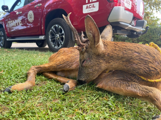 Denizde mahsur kalan karacanın yardımına cankurtaranlar yetişti