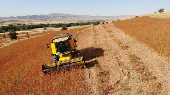 Gümüşhane’de karabuğdayın hasadı yapılıyor